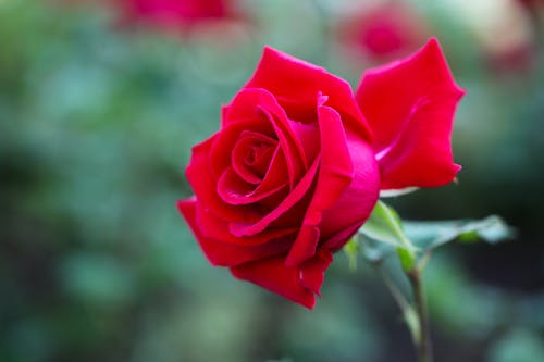 Foto profissional grátis de botânica, flor, floração