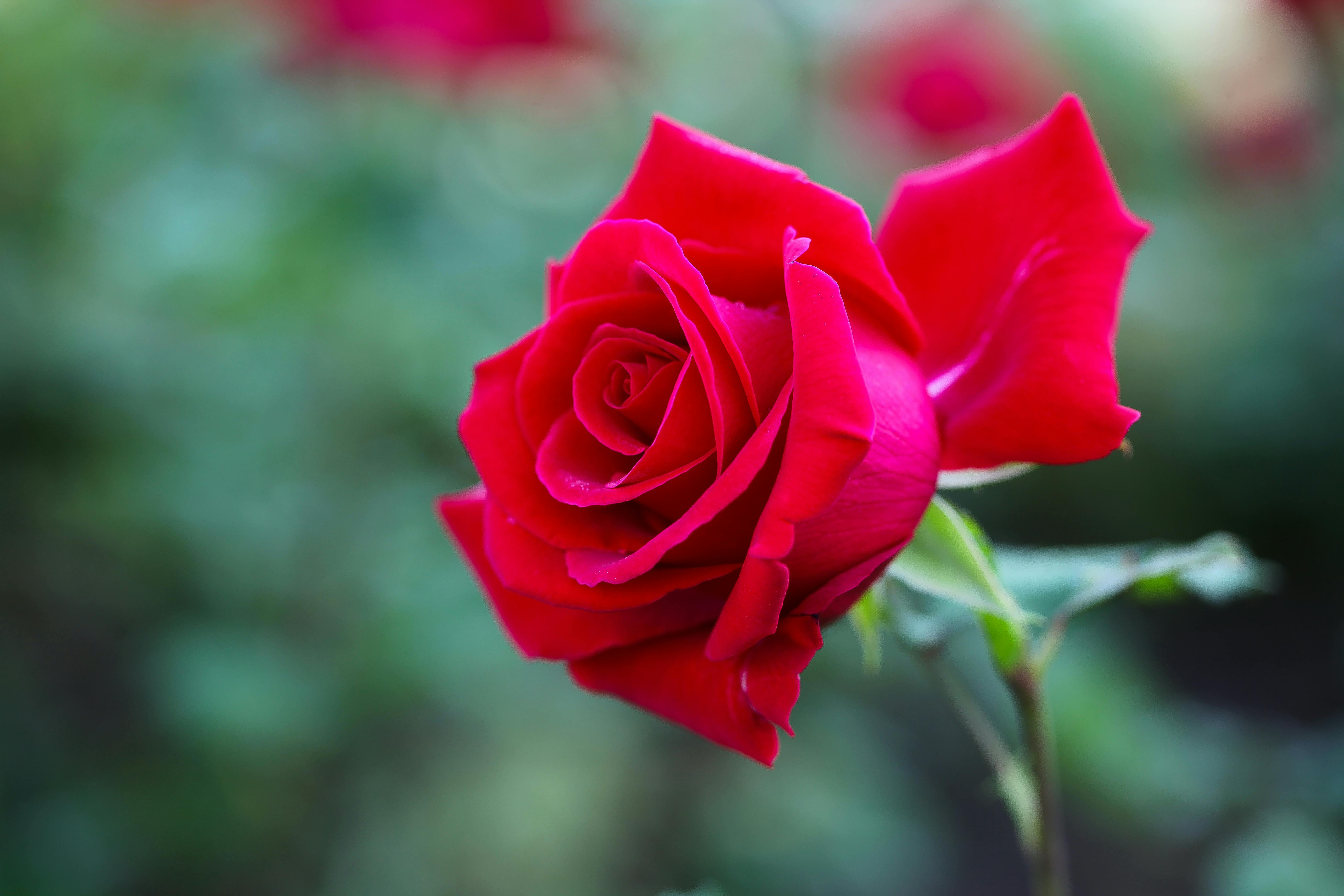Blooming Red Rose · Free Stock Photo