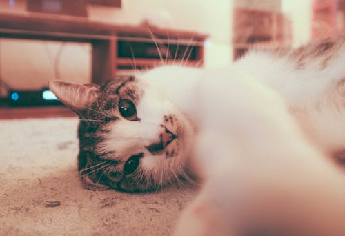Adorable fluffy cat lying on floor and reaching out paw towards camera while relaxing at home