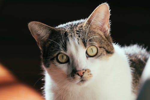Attentive domestic cat looking at camera