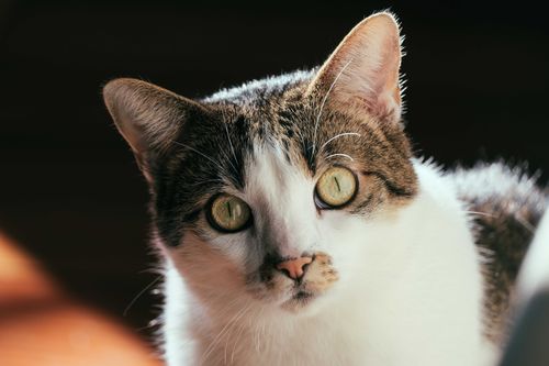 Free Curious calm fluffy cat with gray eyes and red nose looking at camera against blurred background Stock Photo