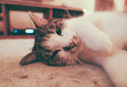 Free Cute fluffy cat lying on floor at home Stock Photo