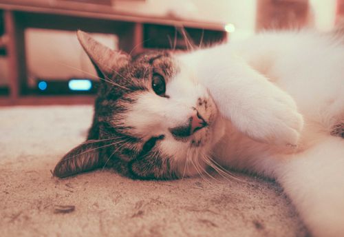 Free Adorable lazy cat lying on carpet and looking at camera while relaxing at home Stock Photo