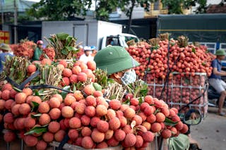 Bundles of Lychee Fruit in Containers