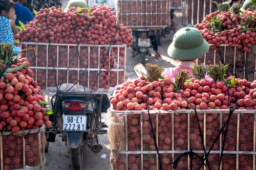 Free Bustling scene of lychees being transported on motorbikes in Vietnam, showcasing local agriculture Stock Photo