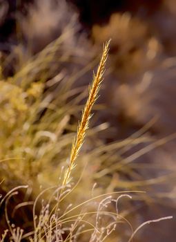 golden yellow grass stalks