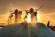 Free stock photo of adult, agriculture, asia