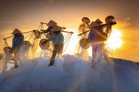 Free stock photo of adult, agriculture, asia