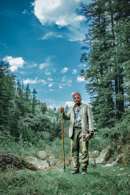 Foto profissional grátis de árvores, aventura, bengala