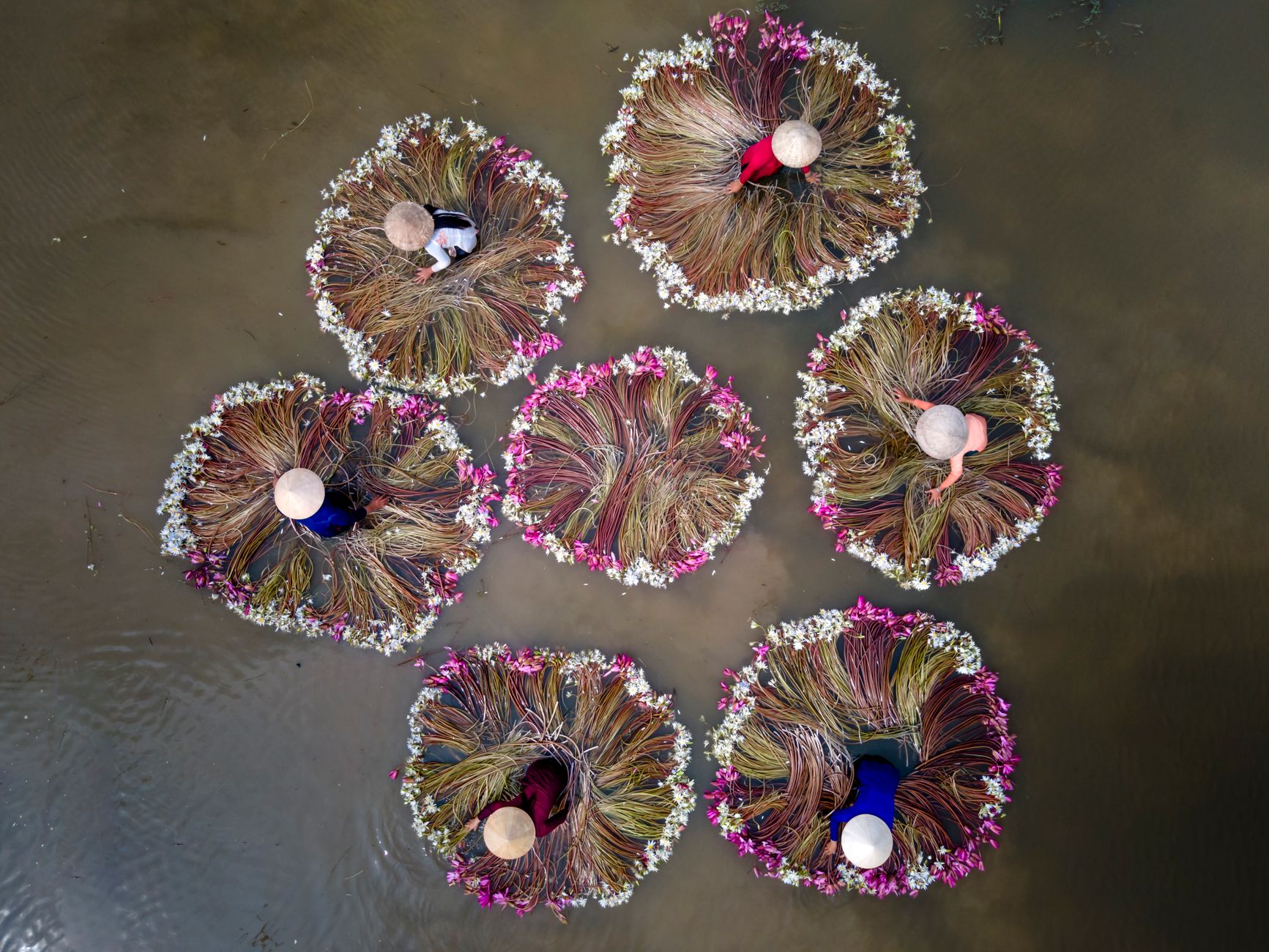 Top-down drone shot of farmers harvesting water lilies in Long An Province, Vietnam.