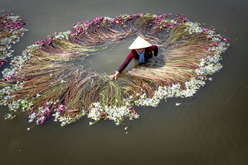 Бесплатное стоковое фото с chapéucònicasiatisk, Водяные лилии, женщина