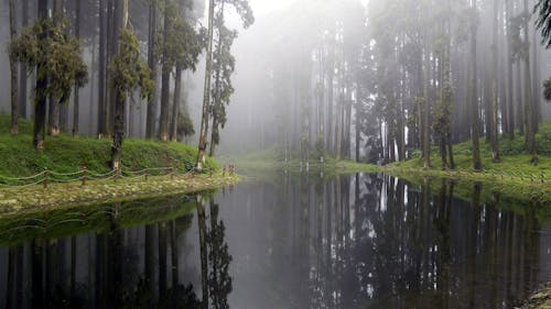 Rivière Entre Arbres Et Herbe