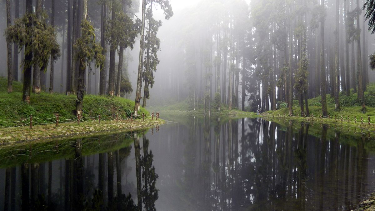 A still forest pond reflecting tall conifers in thick mist at Tukdah in the Darjeeling hills