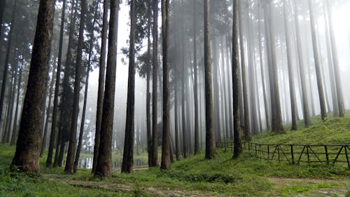 雾林高大的树木和绿草场高饱和摄影