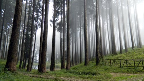 Forêt Brumeuse De Grands Arbres Et Champ D'herbe Verte