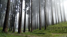 漫步于云雾缭绕的图克达森林，松树高耸，雾气静谧，尽享宁静之美