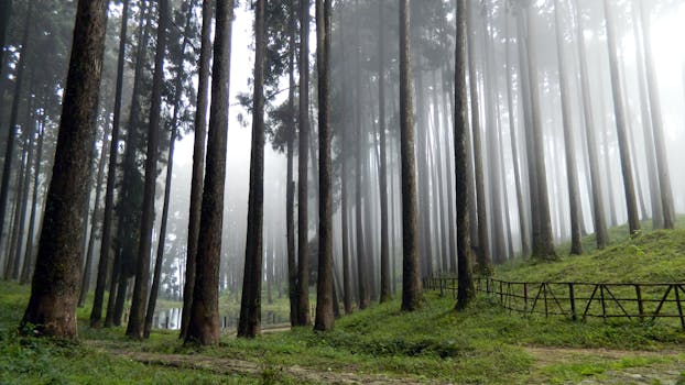 Experience the serene beauty of misty Tukdah Forest with towering pines and tranquil fog.