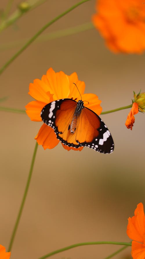 Close Up of Butterfly on Flower