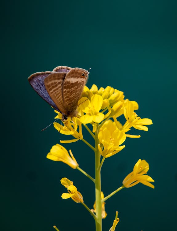 коричнево белая бабочка сидит на желтом цветке в фотографии крупным планом