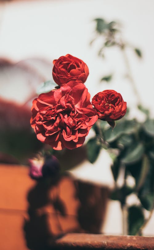 Foto d'estoc gratuïta de botànica, flor, natura