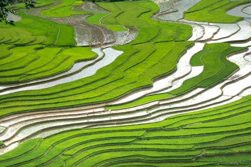 Aerial Photography of a Beautiful Paddy Field