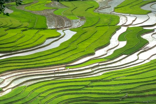 Free A breathtaking aerial shot of lush green rice terraces with reflective water layers. Stock Photo