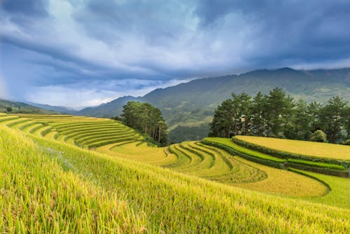 Green Trees Beside Rice Field