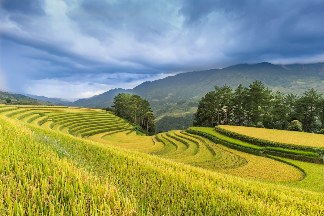 Imagine de stoc gratuită din agricultură, câmp, câmpuri de orez