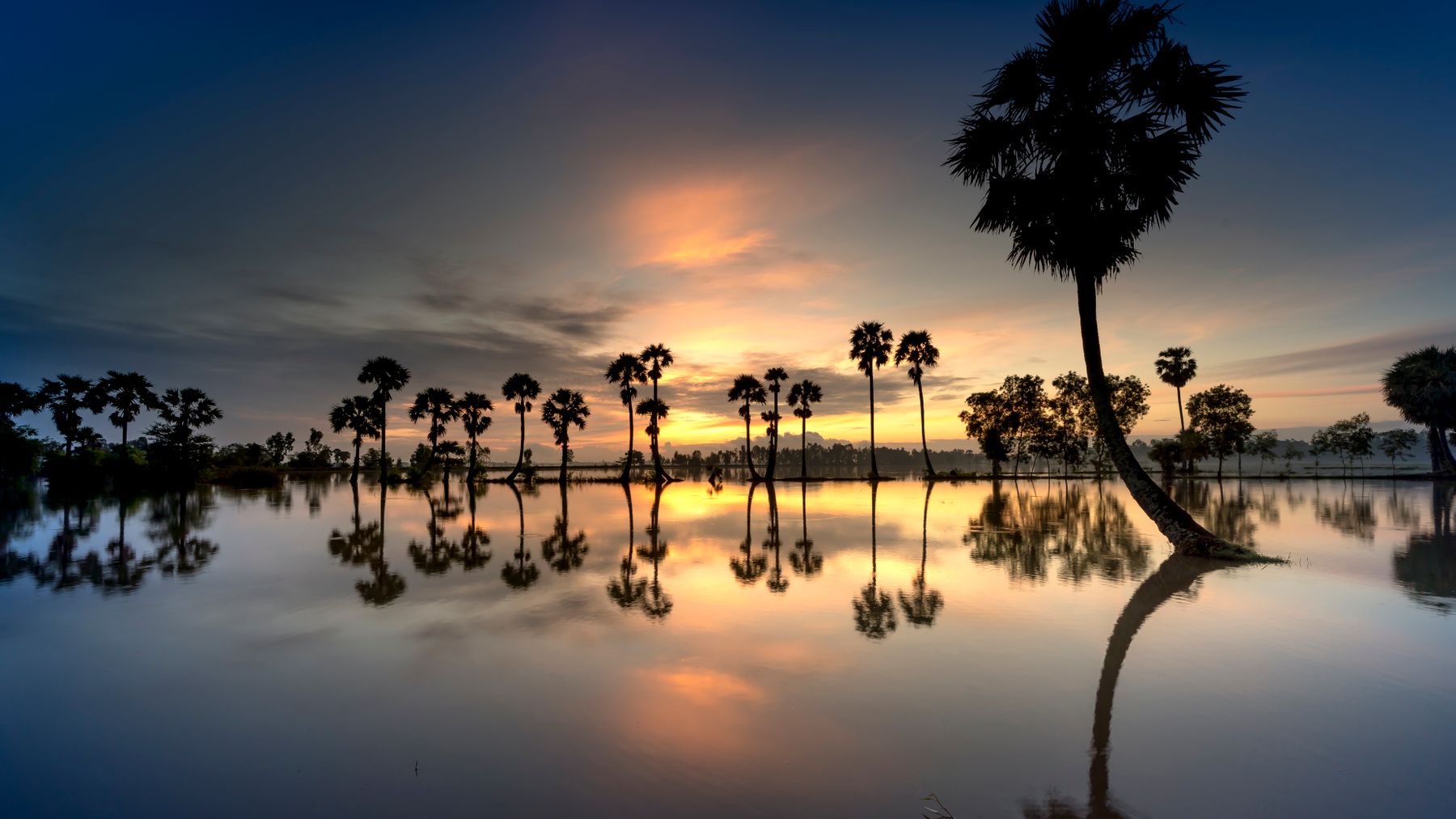 Serene image of palm trees reflected in water during sunset in An Giang, Vietnam.