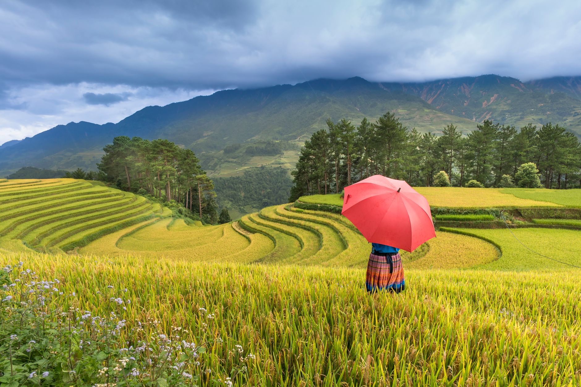 Woman with red umbrella in lush terraced rice fields under dramatic skies in Vietnam.