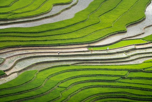 Бесплатное стоковое фото с Аэрофотосъемка, рисовое поле, с высоты птичьего полета