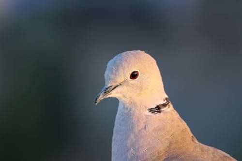 Free Gray Pigeon Stock Photo