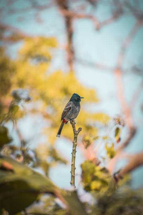 Exotic Bird Sitting on Tree Branch