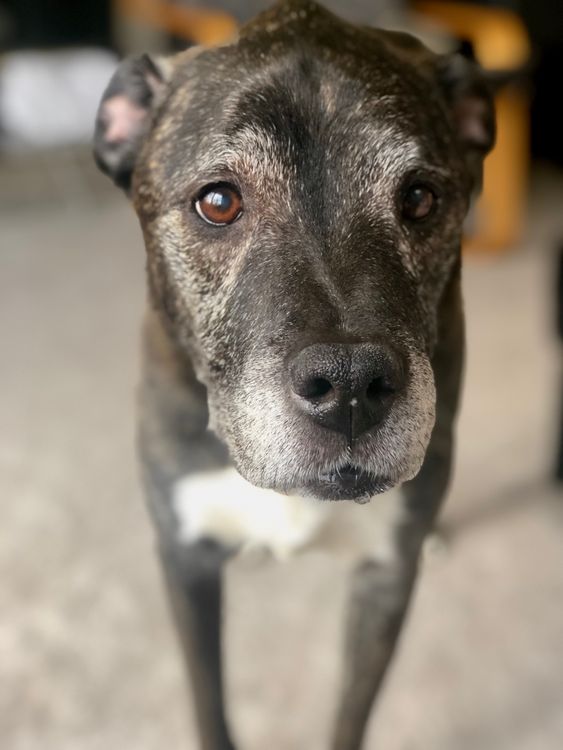 Yaşlı Köpekte Ani Denge Kaybı: Vestibüler Sendrom Belirtileri ve Ne Yapmalı