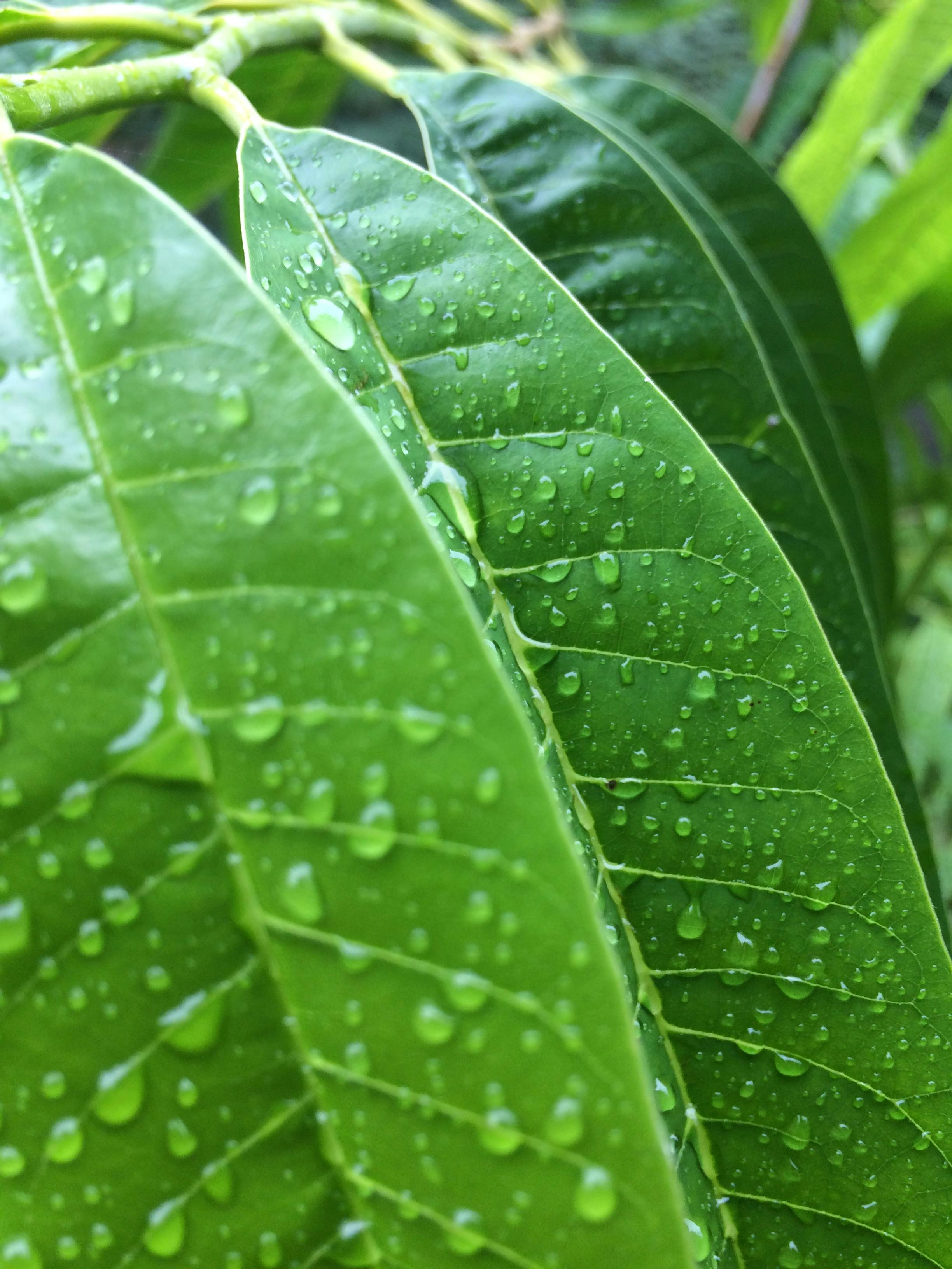 Free stock photo of after the rain, green leaf