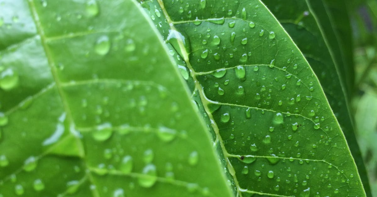 Free stock photo of after the rain, green leaf