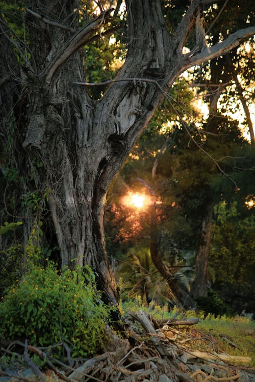 Foto d'estoc gratuïta de arbre mort, bella naturalesa, far posterior