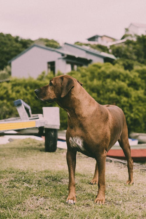 Free stock photo of animal, brown dog, dog