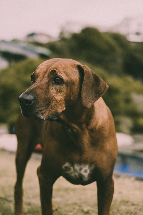 A Portrait of a Rhodesian Ridgeback · Free Stock Photo