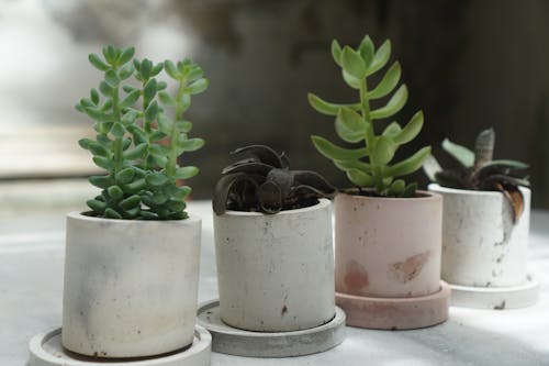 Green Succulent Plants in White Pots