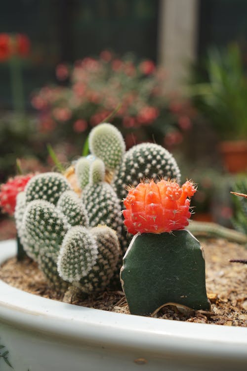 Free Green and Orange Cactus on White Ceramic Pot Stock Photo
