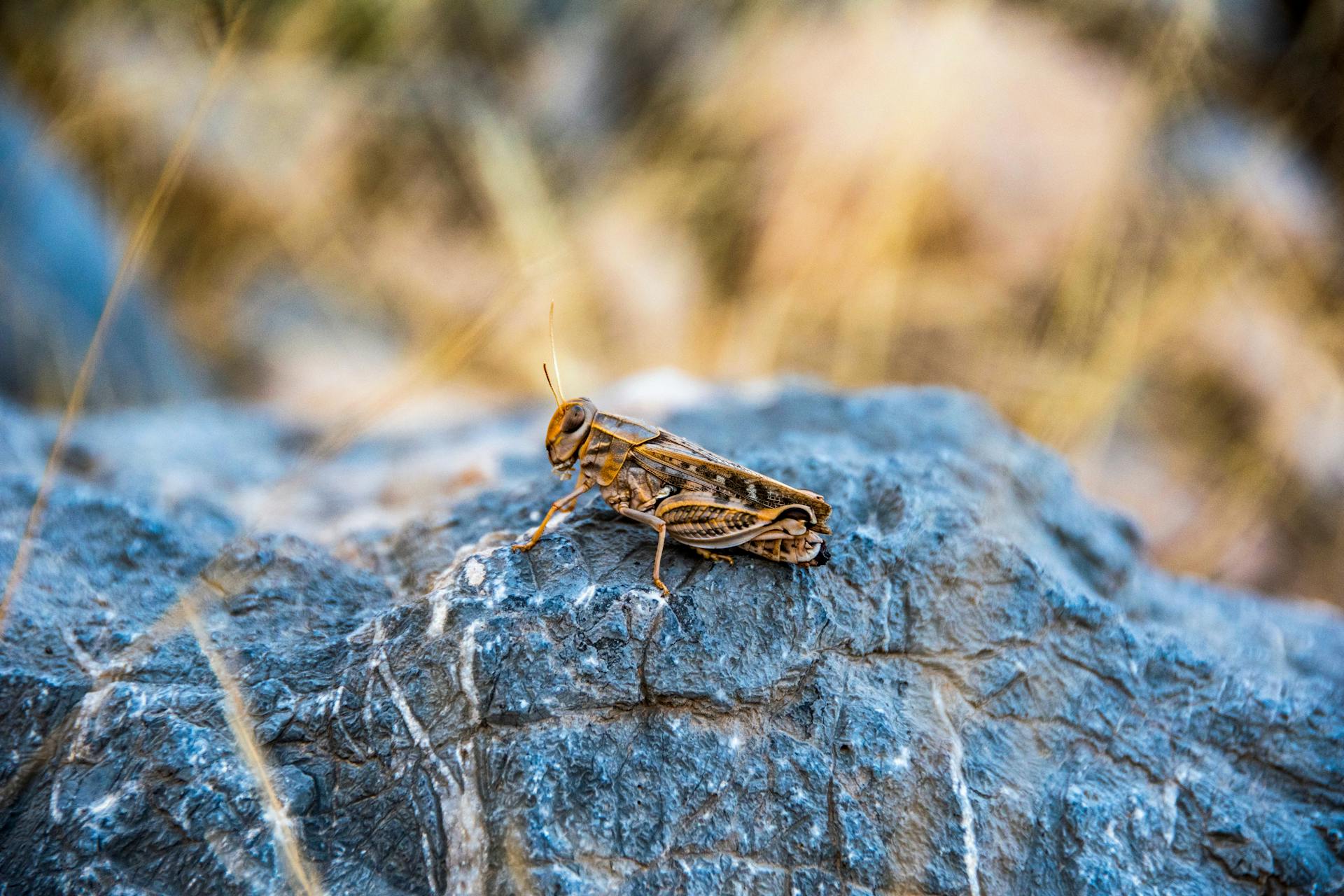 Brown Grasshopper on Gray Rock