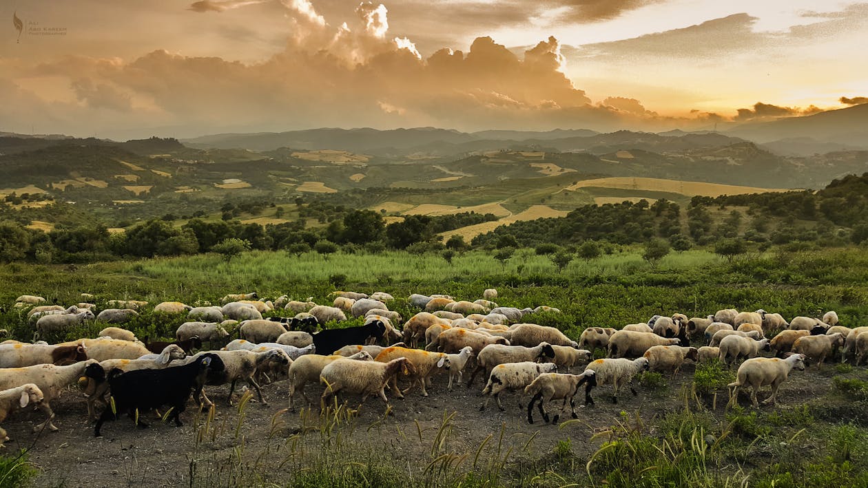 Free White and Black Goats Stock Photo