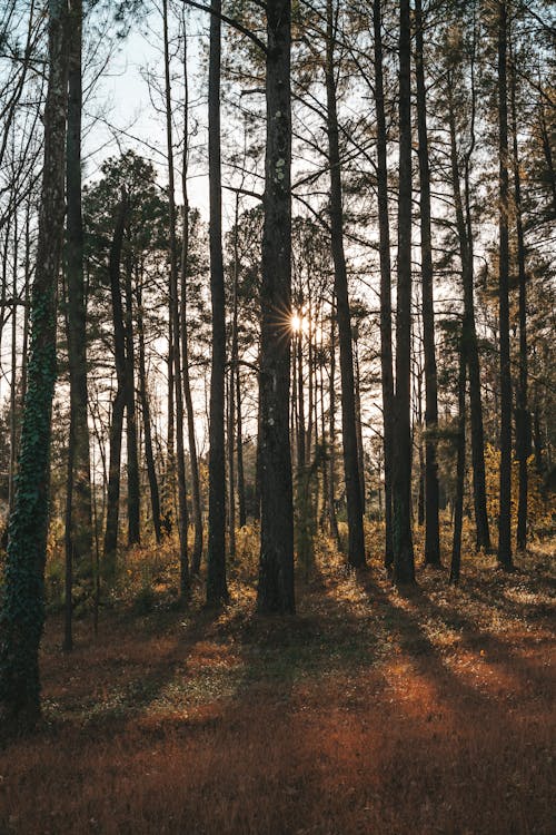 Free Brown Trees in the Forest Stock Photo
