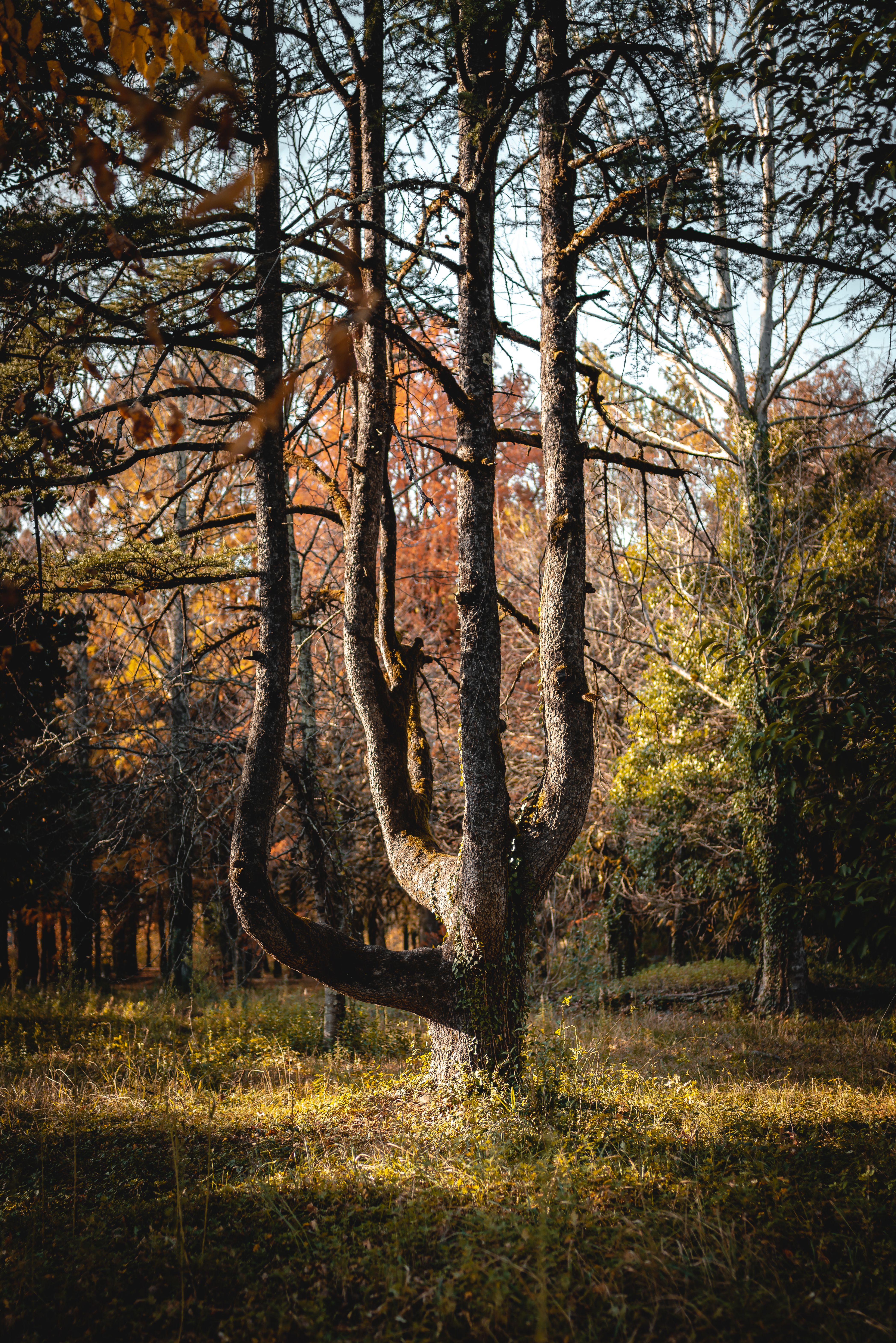 A Tree In A Forest A Collection Of Ajahn Chah S Similes