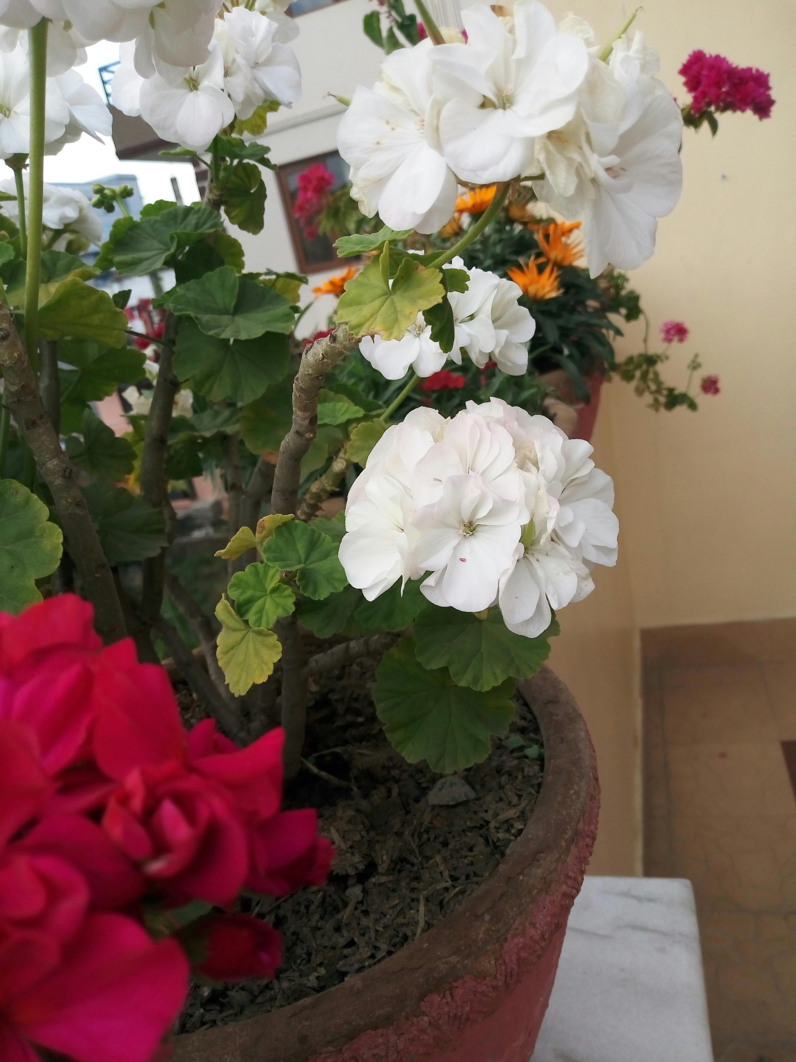 Honeybee foraging on African wildflower