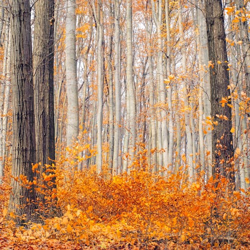 Foto d'estoc gratuïta de arbres, Àustria, bosc