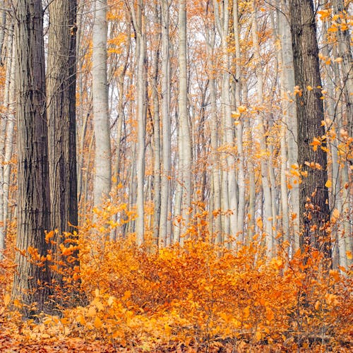 Photos gratuites de ambiance, arbres, arrière-plan