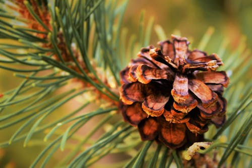 Fotografi Fokus Selektif Conifer Cone