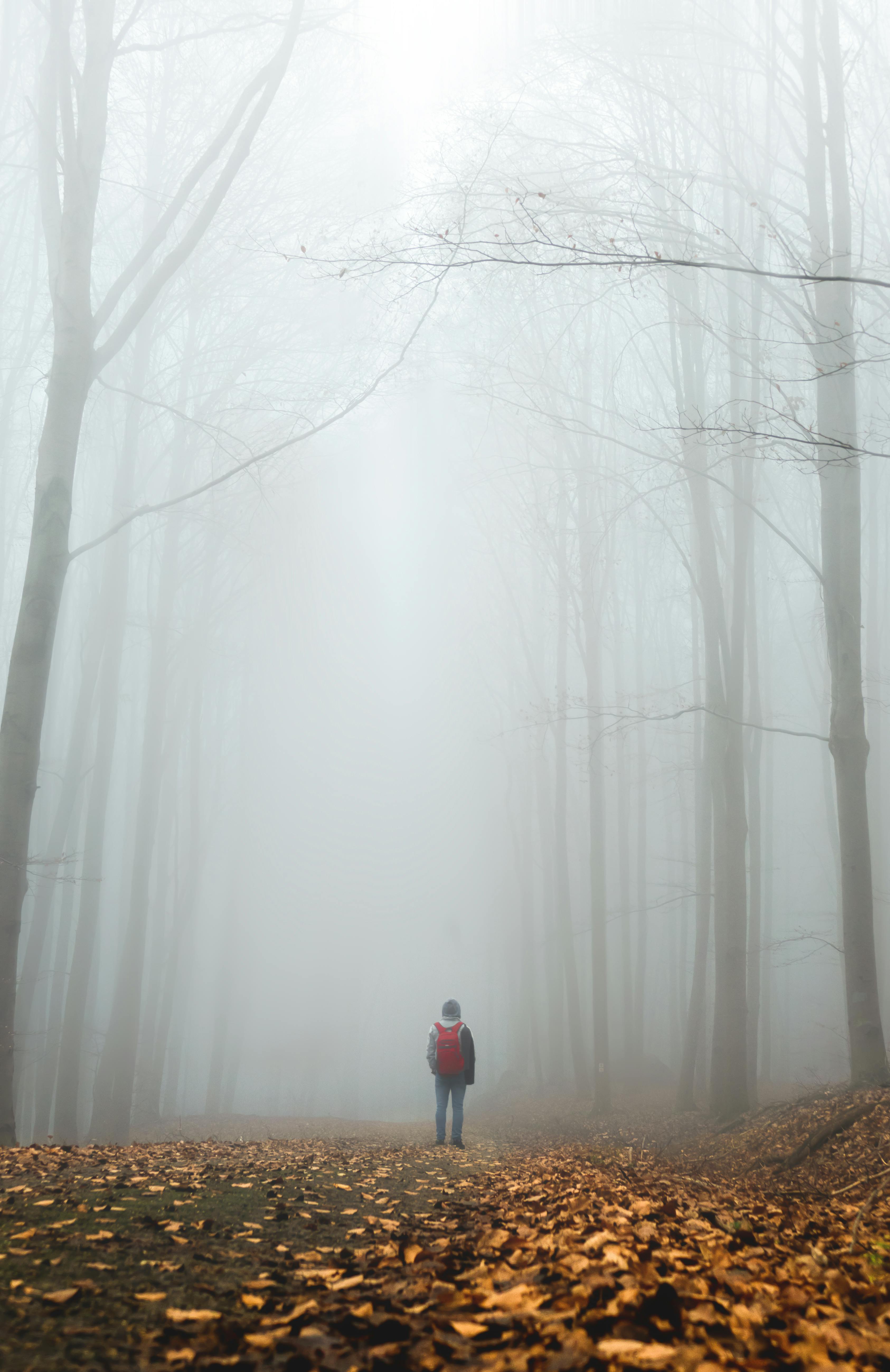 Back view of anonymous person in casual clothes with backpack standing on pathway among tall trees placed in foggy autumn forest in daytime